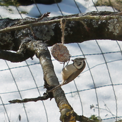 Boule de graisse