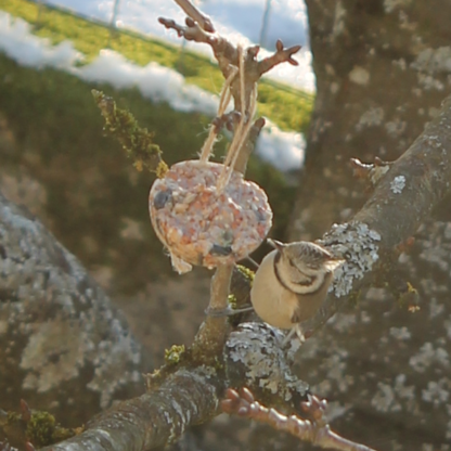 Boule de graisse