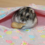 Hamster2