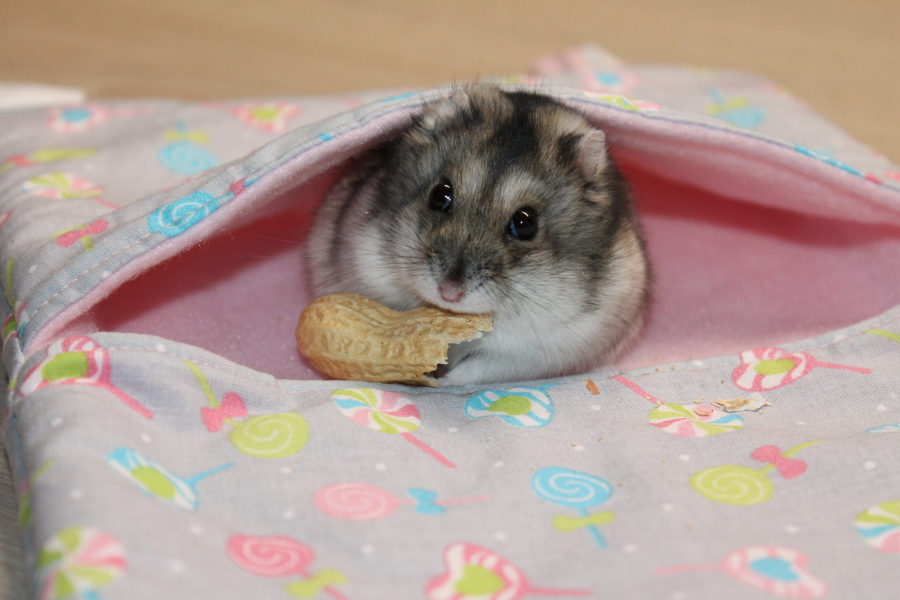 Hamster2