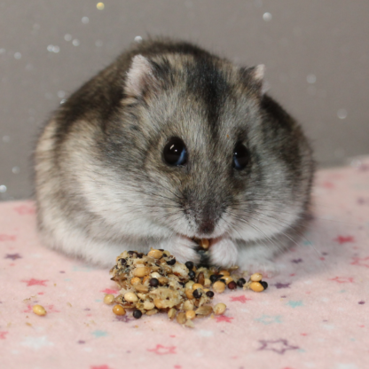 Cookies pour hamster