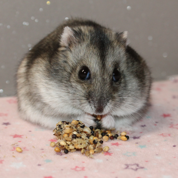 Cracker et ses cookies aux graines Cookies aux graines pour hamsters