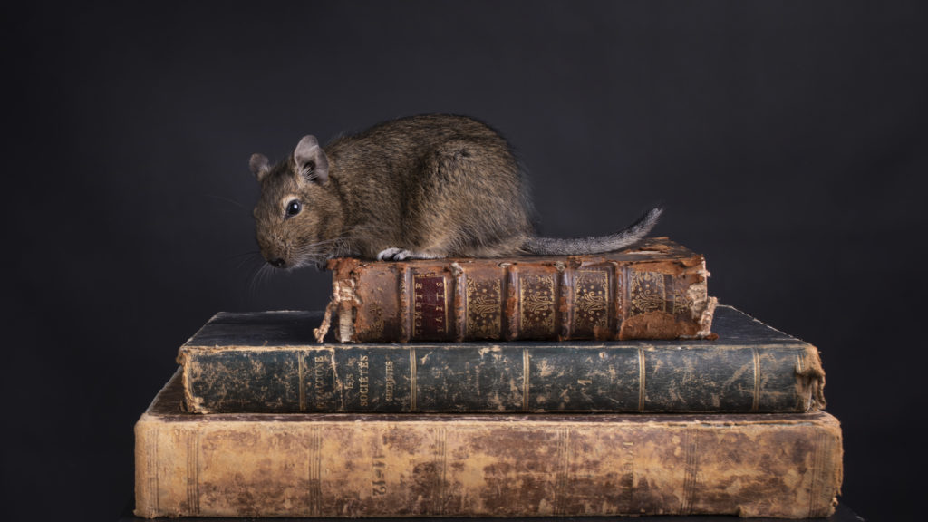 Ecrire un livre sur les NAC