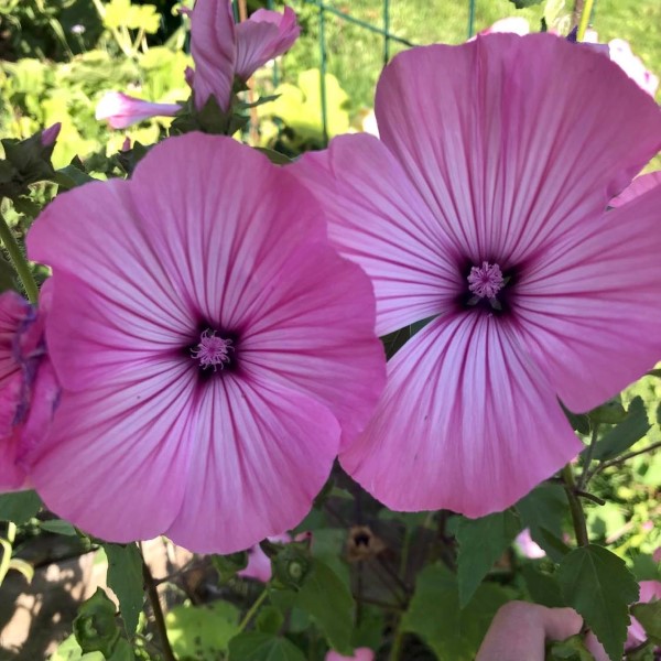 Fleurs de mauve séchées - Fleurs de mauve séchées